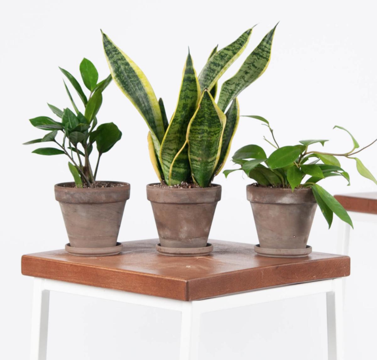 Photo courtesy of Bloomscape